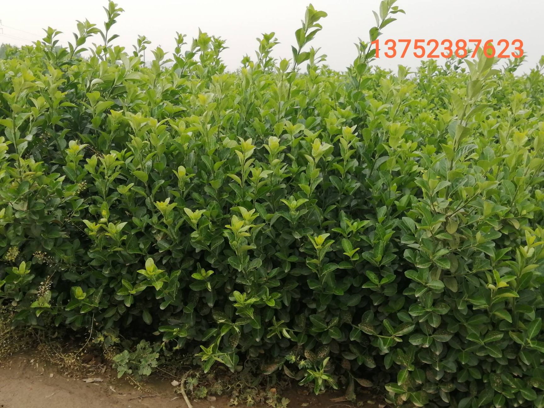 顺平县胶东卫矛 常年出售各种绿化苗木，草莓苗。价格面议。请加关注，方便查找。