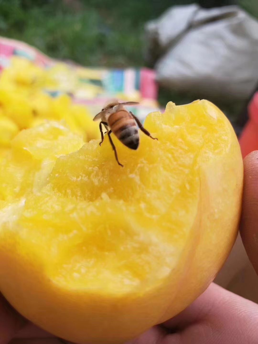 中油油桃  山东蒙阴油桃自产自销品种齐全脆甜多汁现摘现发