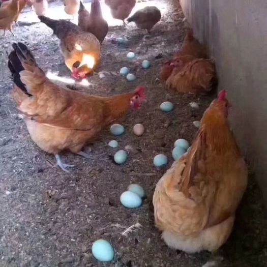 宁波麻鸡苗  土鸡苗蛋鸡苗绿壳蛋鸡苗母苗