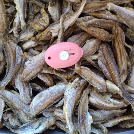 滨州小黄鱼干 去头去内脏的香酥小黄鱼特别酥脆，支持一件代发对接各地电商