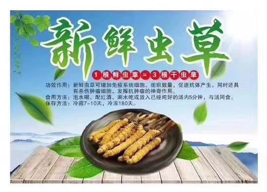 西宁新鲜冬虫夏草