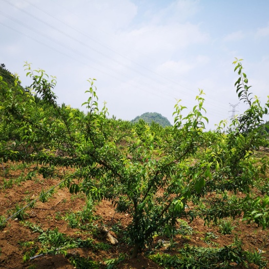 兴义市 蜂糖李，李中新贵，甜如蜜，初恋的味道！