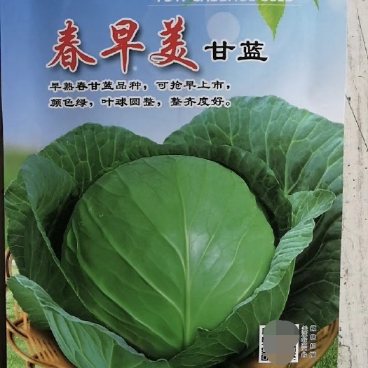 扶沟县绿甘蓝种子 春早美甘蓝种子~早熟圆球形春甘蓝新品种整齐度高