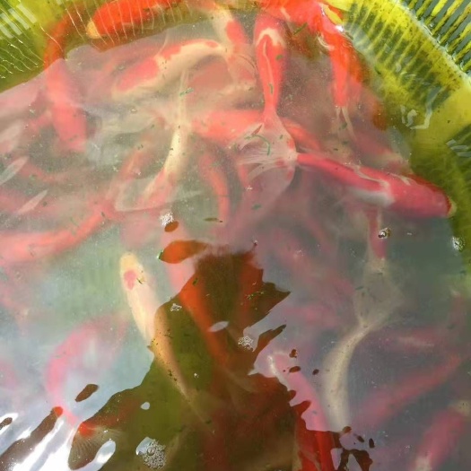 南宁 广西南宁良种鱼苗繁殖场