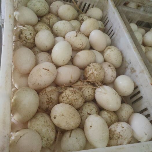 潢川县白鸭蛋 食用 散装