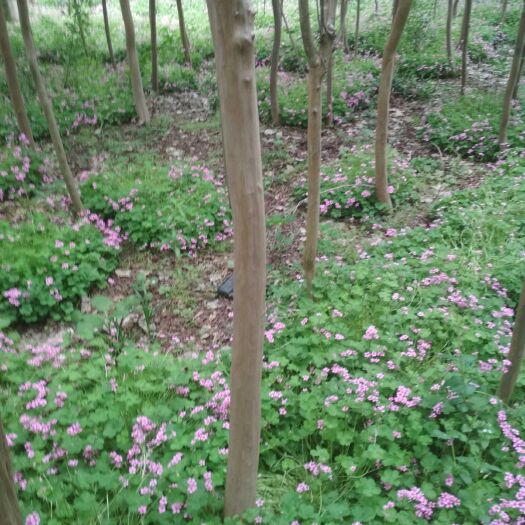 沭阳县 红花紫薇白花紫薇蓝花紫薇粉色紫薇绿化苗紫薇