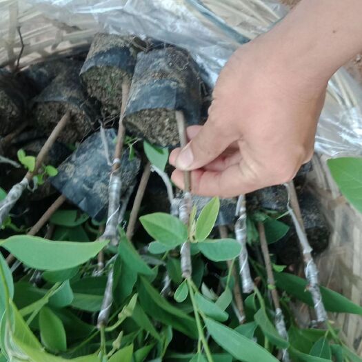 普宁市释迦果苗 凤梨释迦苗