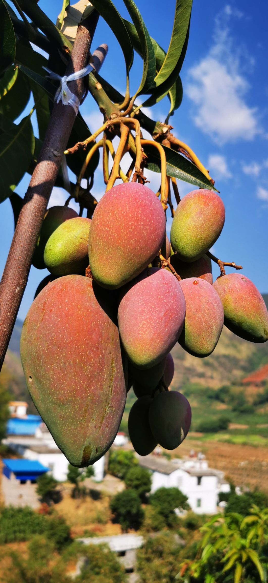 凤凰芒 云南贵妃芒 金凤凰