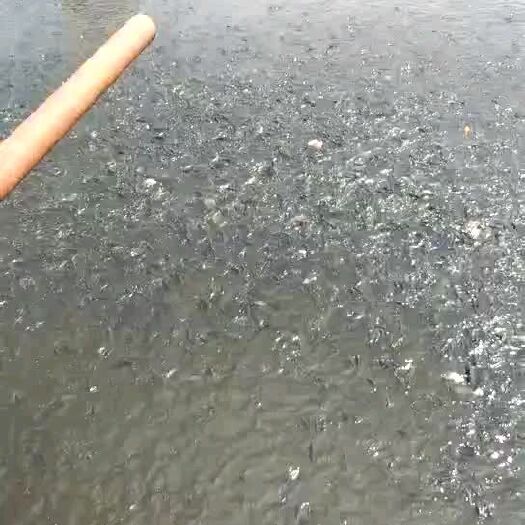 重庆市中科3号鲫鱼苗