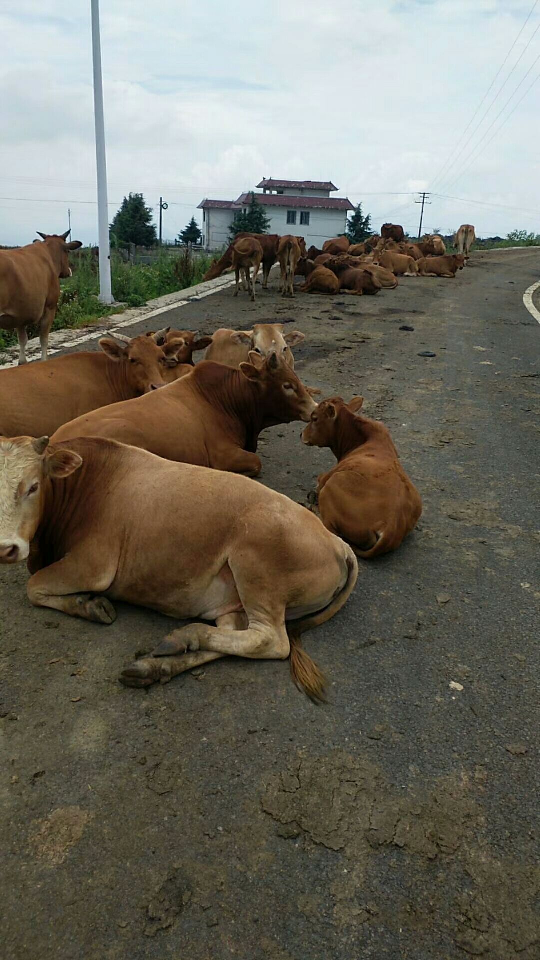 正宗散養貴州小黃牛