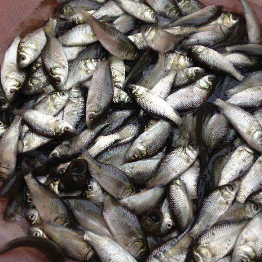 重庆市中科3号鲫鱼苗