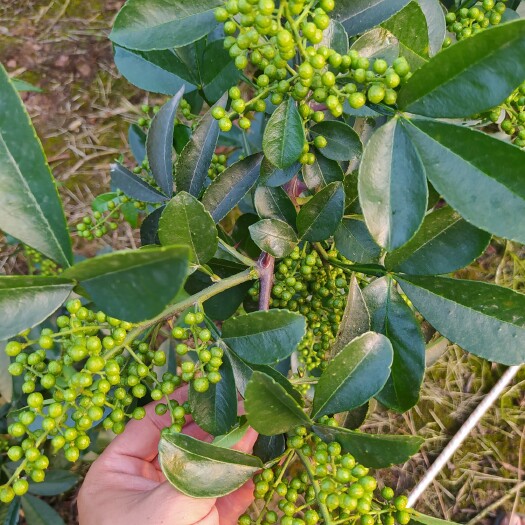 重庆市 我们的花椒保证品质，有小部分是农家肥淋出来的，我家也养土猪