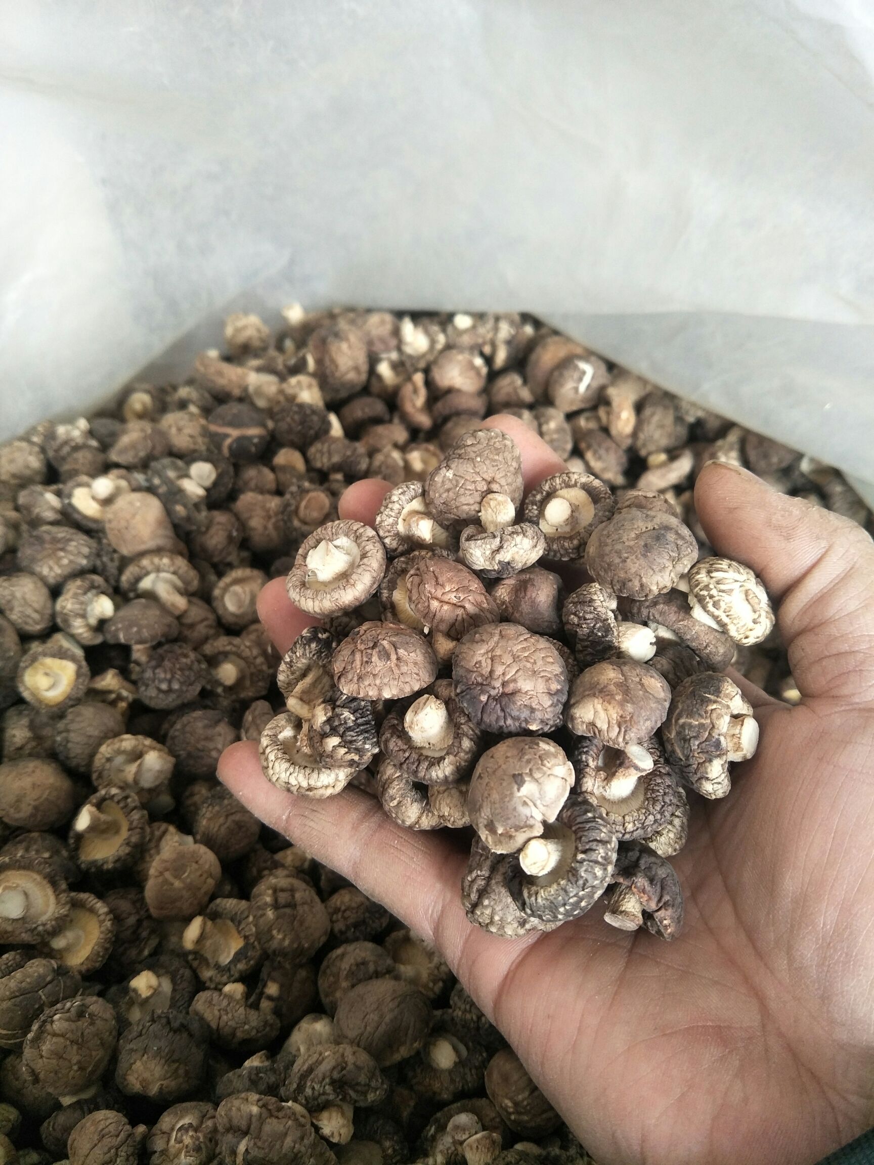 椴木菇  【源头好货】精选剪脚小冬菇1.2~2.5包邮干香菇