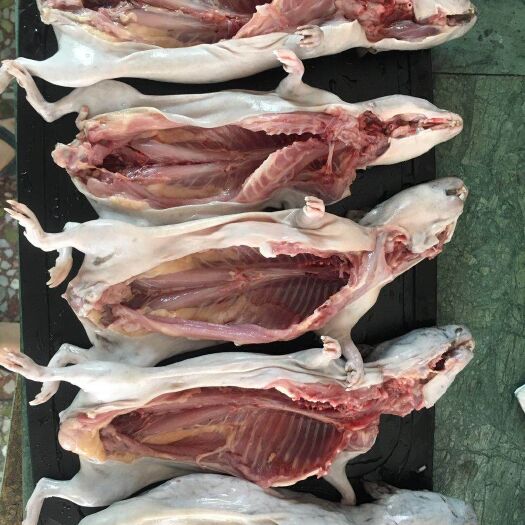 龙岩兔肉类 黑豚肉豚兔荷兰猪天竺猪包装新鲜现杀买三送一
