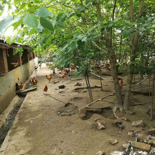 沅江市绿壳鸡苗 长期有土鸡绿壳蛋鸡土鸡蛋出售