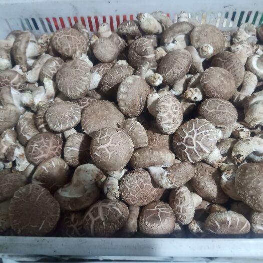 郑州 香菇产地直销