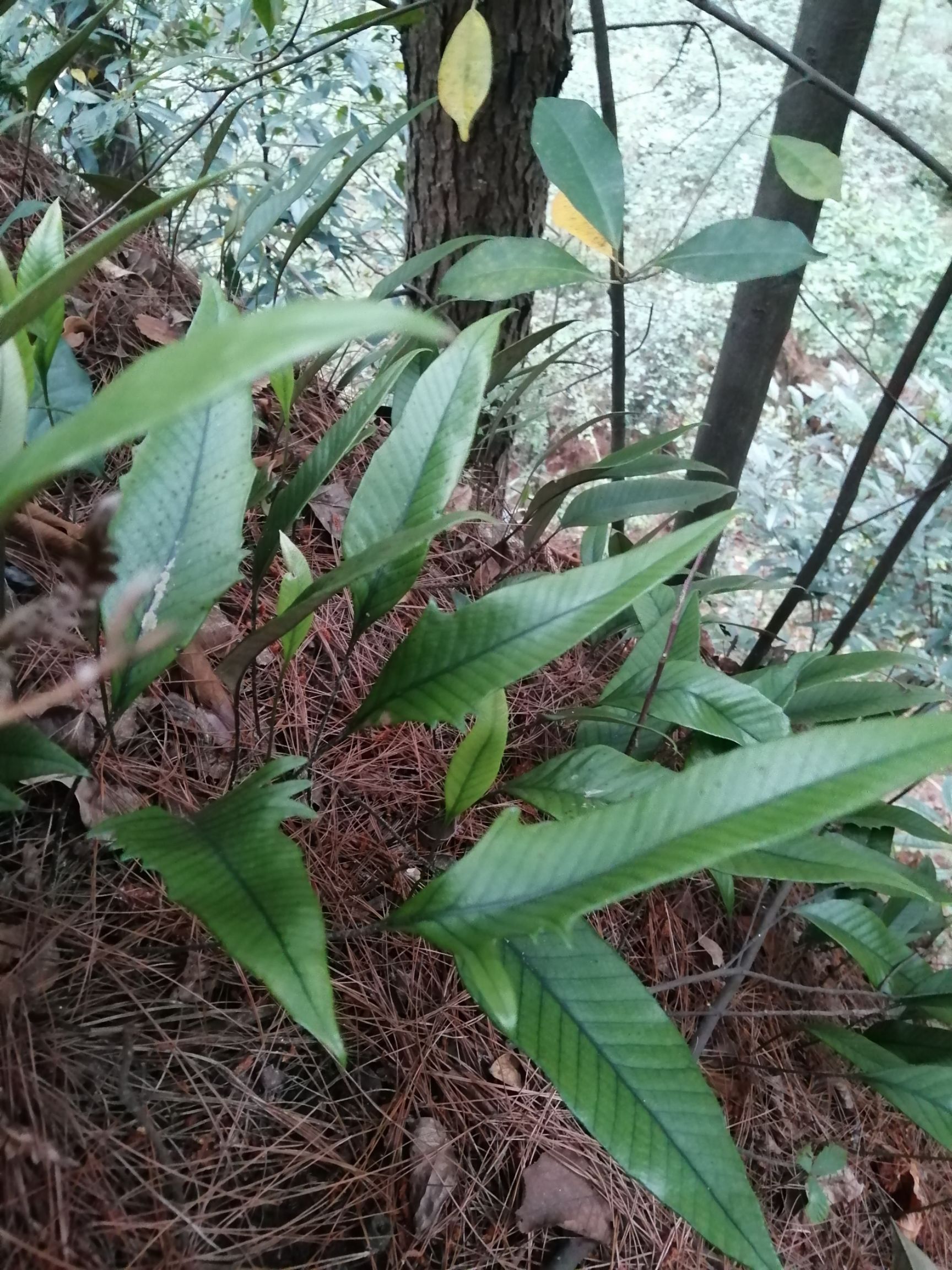 贵阳 石韦