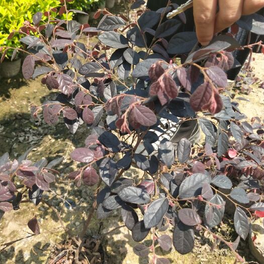 杭州大叶红 红花檵木小毛球