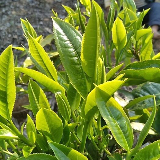 昌宁县大叶古树普洱茶 纯正古树大叶种原料，有意者请联系！