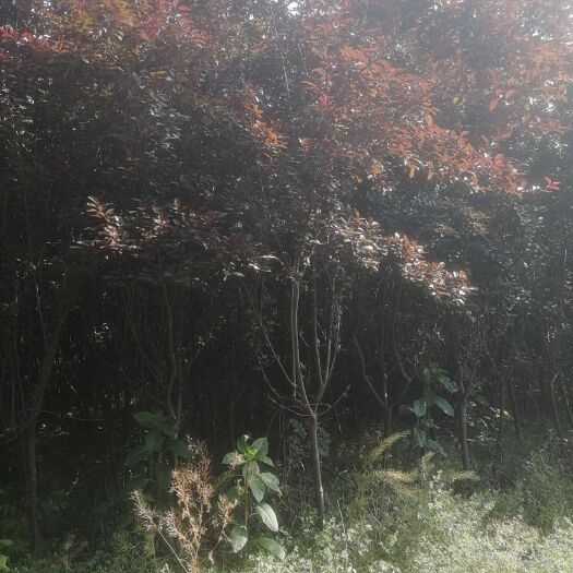 鄢陵县中华太阳李 大量处理太阳李4～6公分10圆一棵