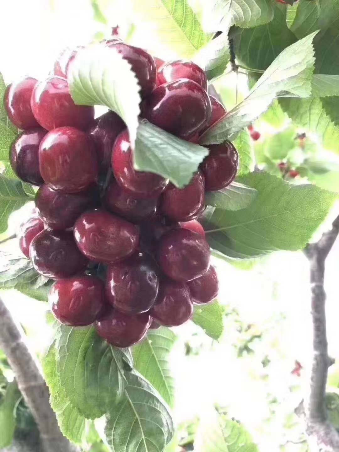 大樱桃 自家车厘子，比蜂蜜还甜，