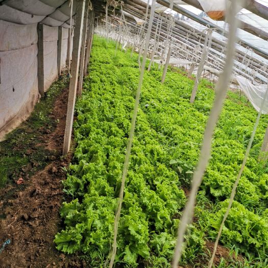 枣庄 油麦菜