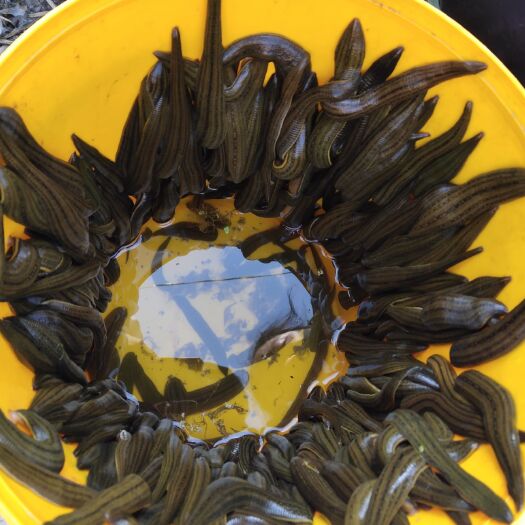 沈丘县水蛭干 水蛭 有收购水蛭的没，活的干的都可以，只是量比较少