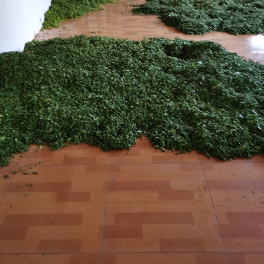 咸丰县 绿茶，花茶