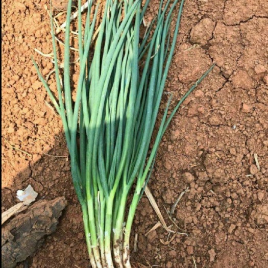 鹤壁小葱 大量供应小香葱
