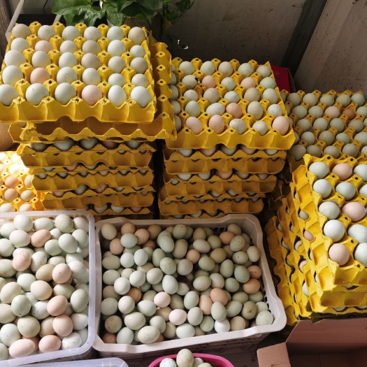 石家庄绿壳鸡蛋 食用 箱装