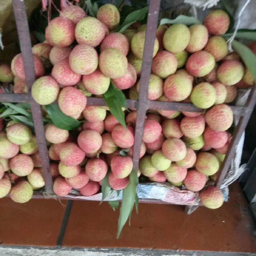 文山市 新鲜荔枝，大量上市