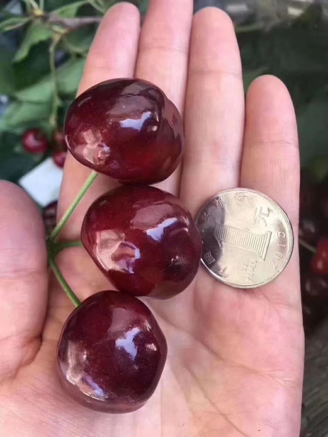 大樱桃 自家车厘子，比蜂蜜还甜，