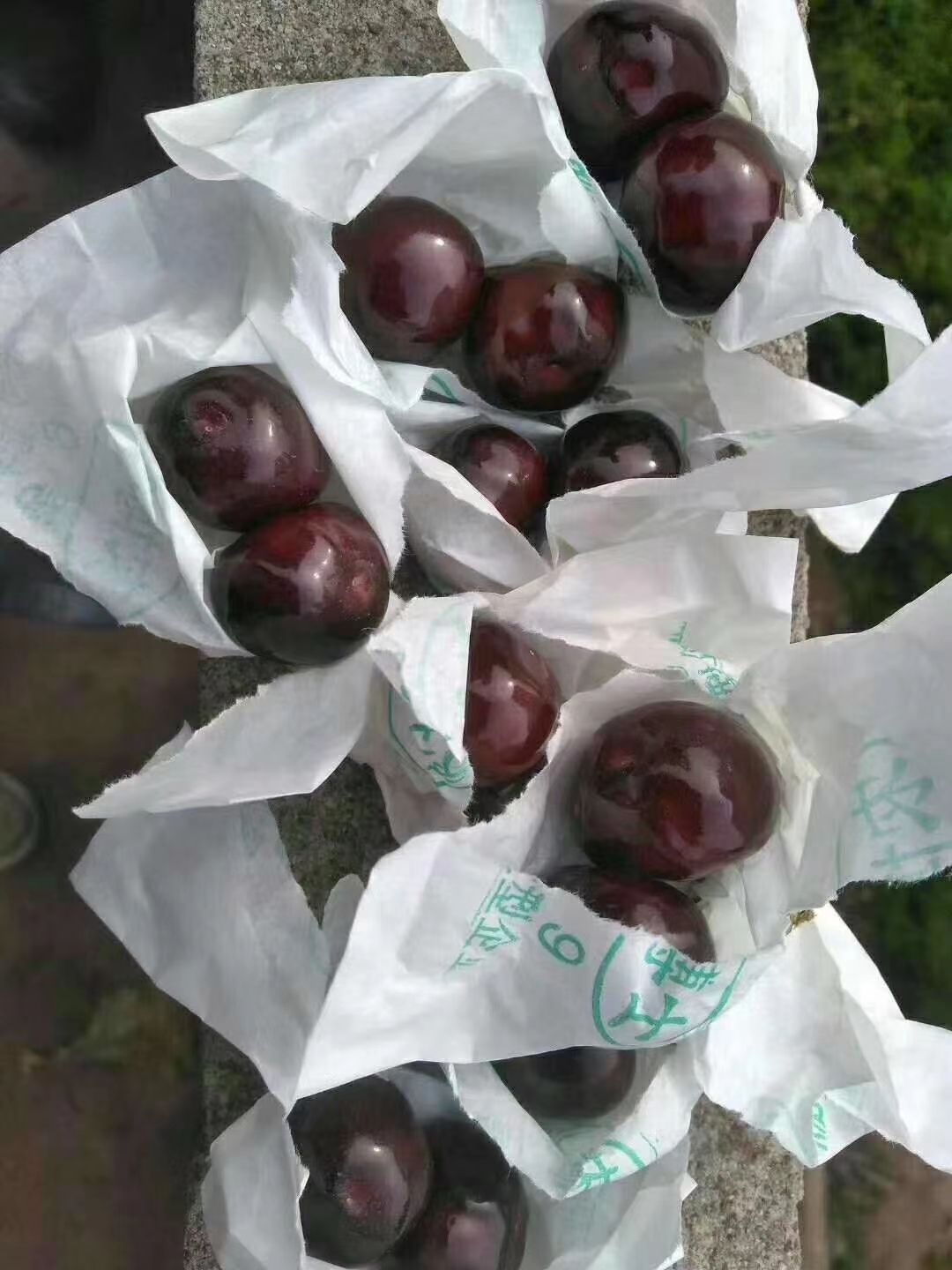 大樱桃 自家车厘子，比蜂蜜还甜，