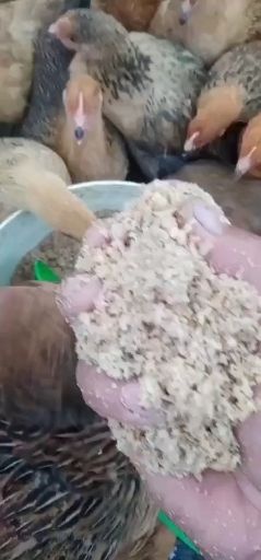 惠州酒糟  每天都供应《货真价实的》