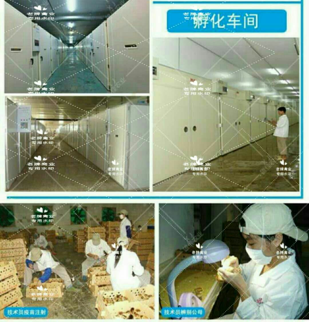 贝蒂娜 青铜火鸡苗  成年体重20至25斤  包运输