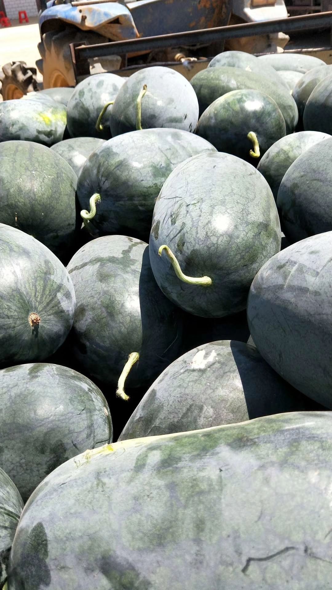 黑美人西瓜 精品黑美人,基地直供可视频看货