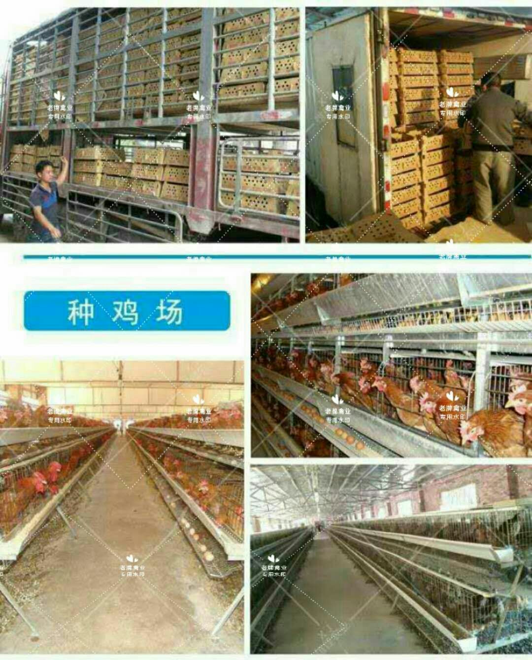 贝蒂娜 青铜火鸡苗  成年体重20至25斤  包运输