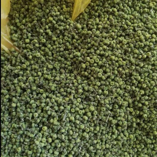 上高县吴茱萸苗  中花吴茱萸