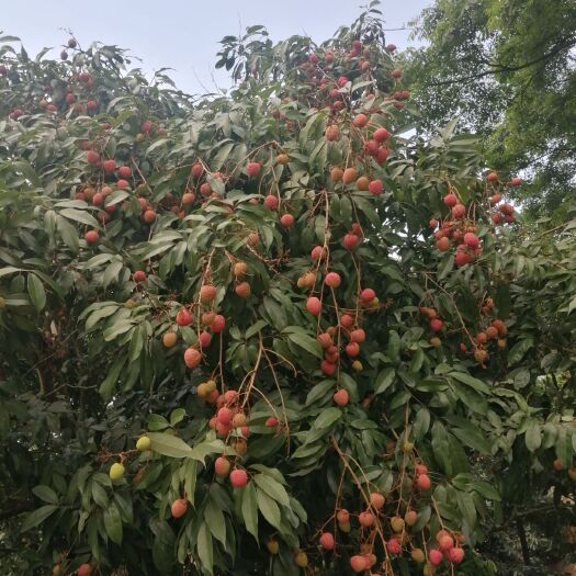 灵山县 荔枝热了，欢迎老板采购