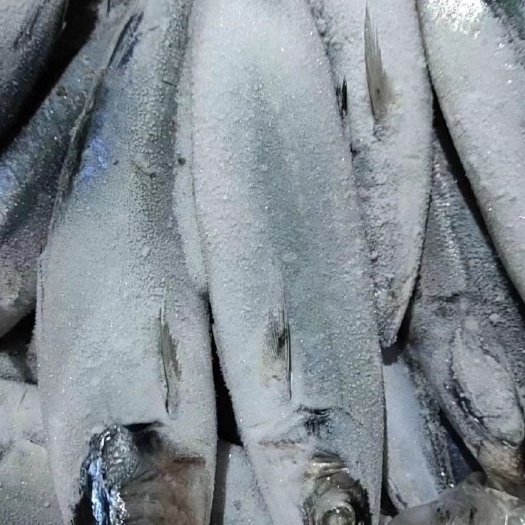 北海辫子鱼  灯光巴浪鱼，不要把陆冻的货跟我这个船冻的比，根本没法比