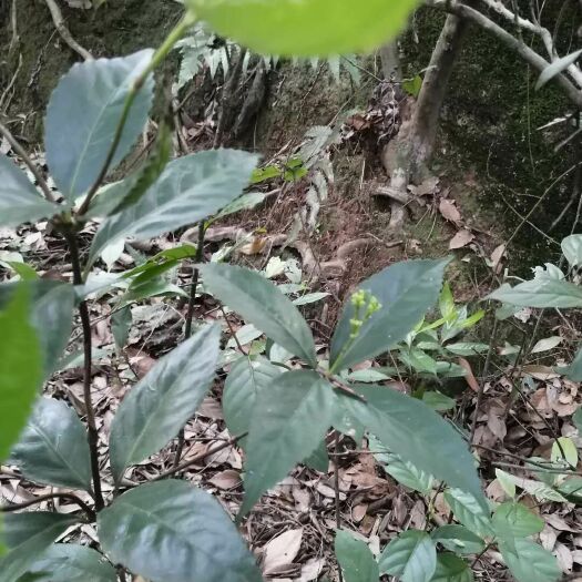阳春市草珊瑚种子 预销老板可关注我，届时注意消息。今年预计60左右上下的样子。