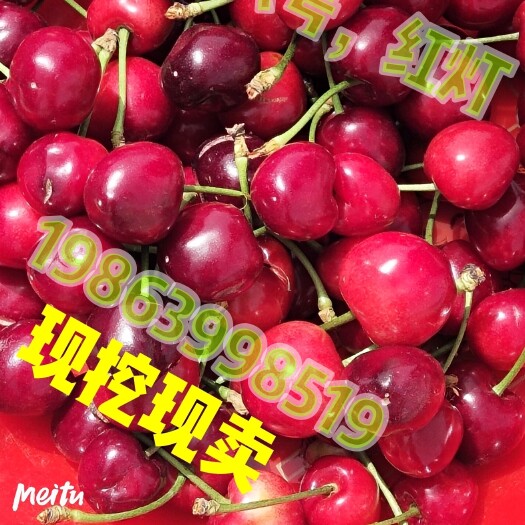平邑县红灯樱桃苗 蒙山大樱桃！有红灯，黄密，布鲁克斯等品种齐全。纯正。