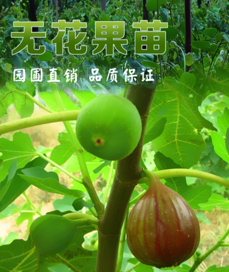 波姬红无花果苗  特大树苗波姬红当年结果新鲜苗树 三包服务 规格齐全 优质品种