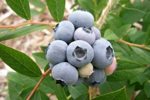 新泰市伯克利蓝莓苗 自家基地繁育。
