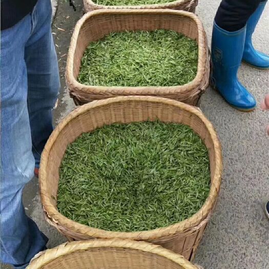 井冈山市狗牯脑茶 1-2年