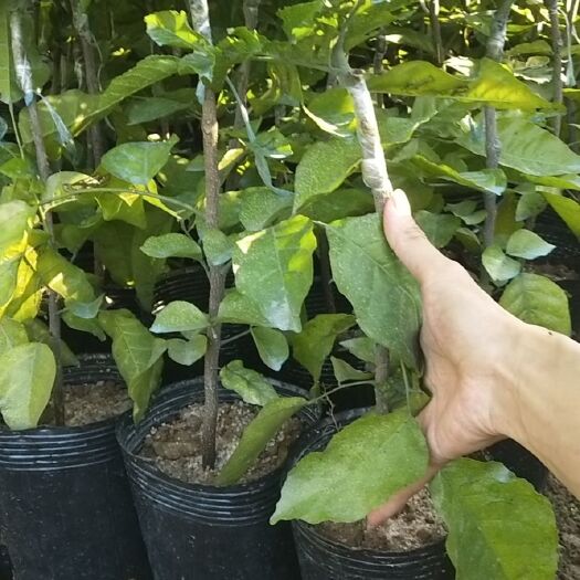 普宁市鸡心黄皮苗
