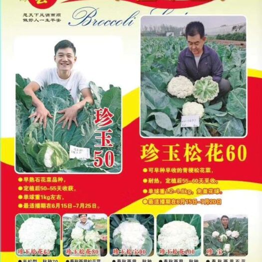 松花菜种子  珍玉松花60耐热免盖球花菜种子~种早收耐热55