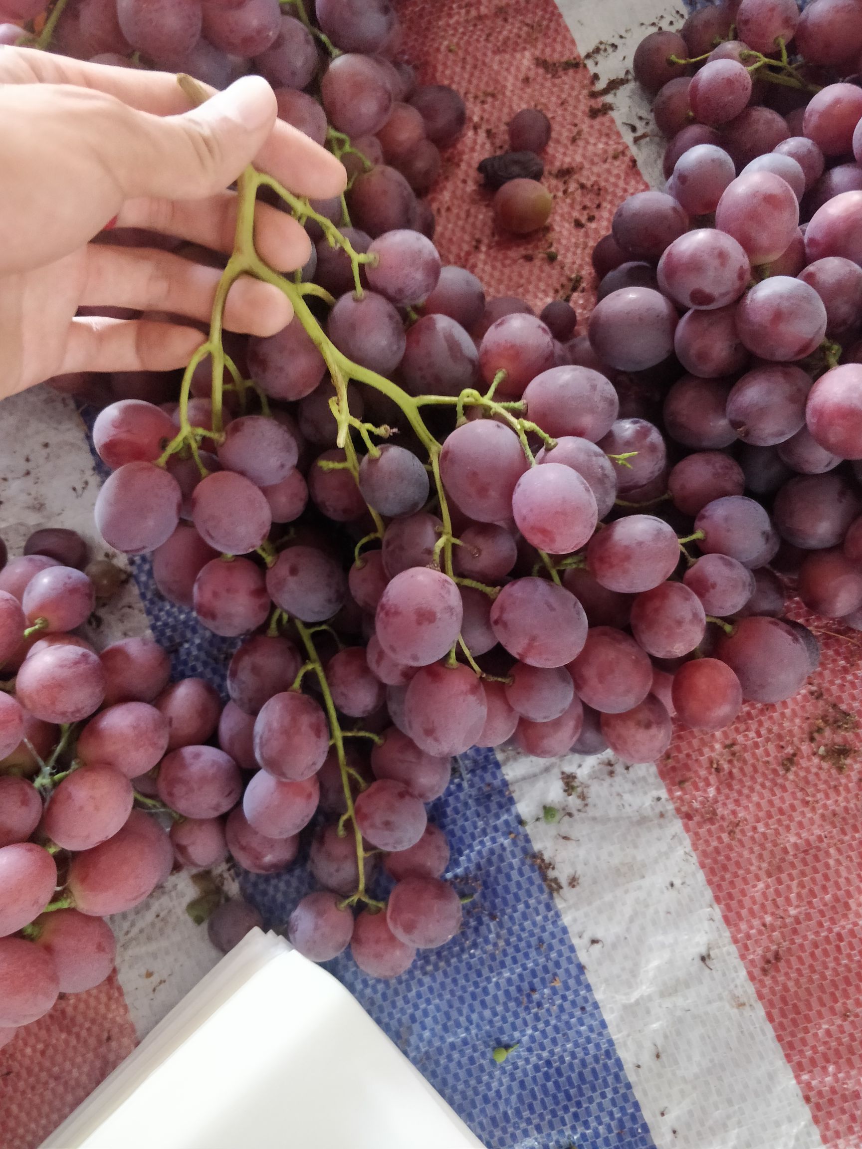 云南红提葡萄 果肉细腻 口感脆甜硬度好 糖度十七个左右