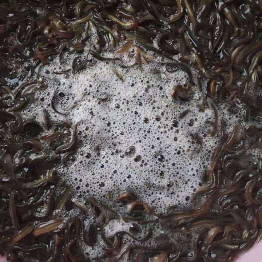 南宁泥鳅苗 广西南宁良种鱼苗繁殖场