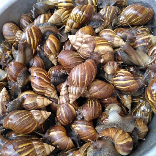 罗定市 大量收购出售非洲蜗牛